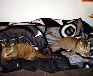 the miho blankets should be in the store today!