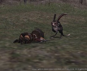 Dead tarus everywhere~ Dead tarus everywhere~